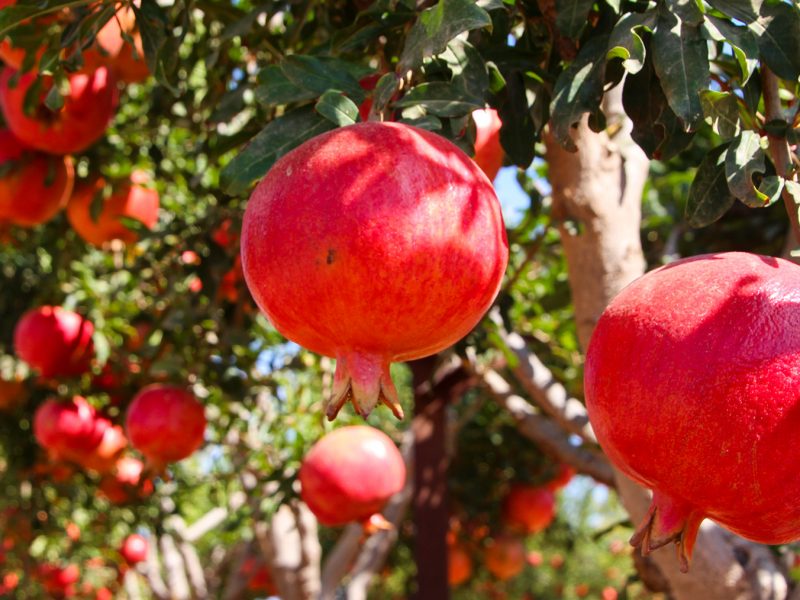 stock-photo-close-up-view-of-ripe-beautiful-healthy-pomegranate-fruits-on-a-tree-branch-in-pomegranate-orchard-1188321805
